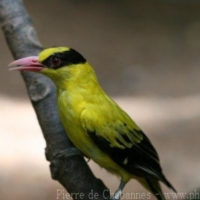 Passeriformes (18)