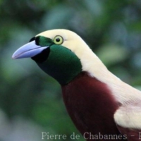 Passeriformes (19)