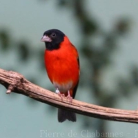 Passeriformes (2)