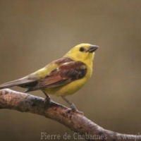 Passeriformes (20)