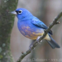 Passeriformes (21)