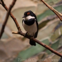 Passeriformes (22)