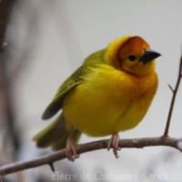 Passeriformes (23)