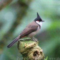 Passeriformes (24)