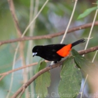 Passeriformes (25)