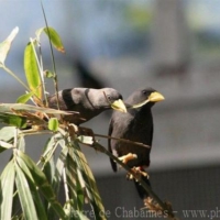 Passeriformes (26)