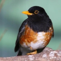 Passeriformes (27)