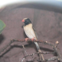 Passeriformes (28)