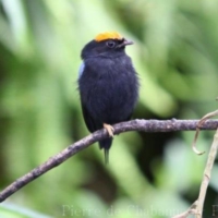 Passeriformes (3)