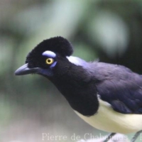 Passeriformes (4)