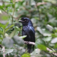 Passeriformes (5)