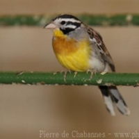 Passeriformes (6)