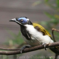 Passeriformes (7)