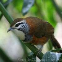 Passeriformes (8)