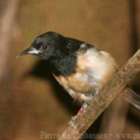 Passeriformes (9)