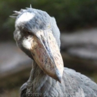Pelecaniformes (2)
