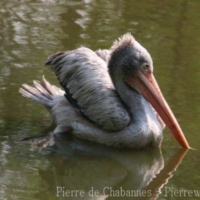 Pelecaniformes (3)