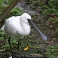 Pelecaniformes (4)