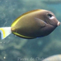 Perciformes (1)