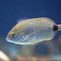 Perciformes (10)