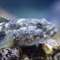 Perciformes (12)