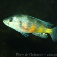 Perciformes (13)