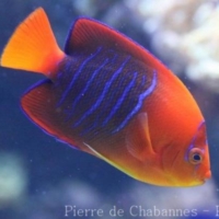 Perciformes (14)