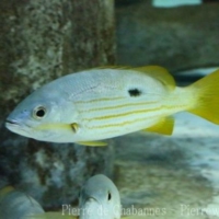 Perciformes (15)