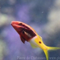 Perciformes (16)