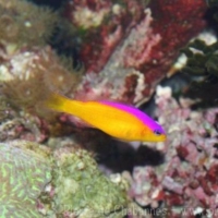 Perciformes (17)