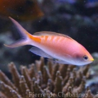 Perciformes (19)