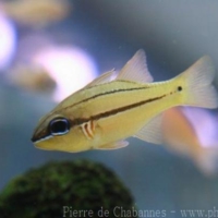Perciformes (2)