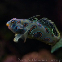 Perciformes (20)