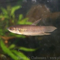 Perciformes (3)