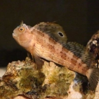 Perciformes (4)