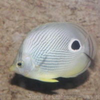 Perciformes (5)