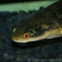 Perciformes (6)