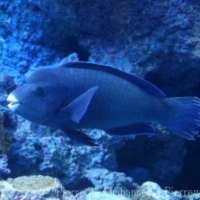 Perciformes (7)
