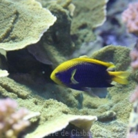 Perciformes (8)
