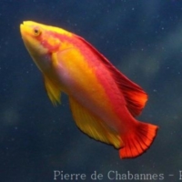Perciformes (9)