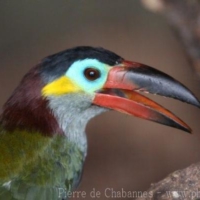 Piciformes (1)