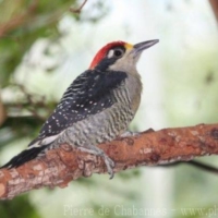 Piciformes (2)