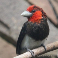 Piciformes (3)