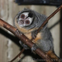 Primates (1)