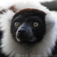 Primates (4)
