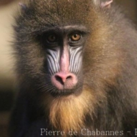Primates (5)