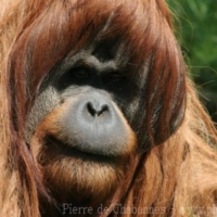 Primates (8)