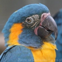 Psittaciformes (1)