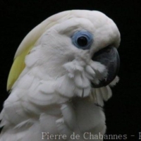 Psittaciformes (2)