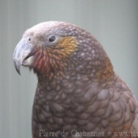 Psittaciformes (3)